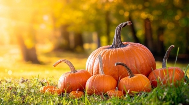 Pumpkin